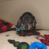 Rexton Miniature Dachshund 02