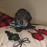 Rexton Miniature Dachshund 03