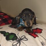 Rexton Miniature Dachshund 04