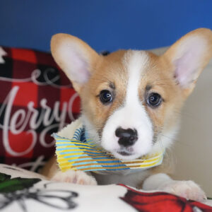 Sawyer Pembroke Welsh Corgi 01