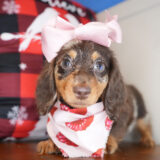 Tuppence Miniature Dachshund 01