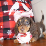 Tuppence Miniature Dachshund 02