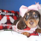 Tuppence Miniature Dachshund 03