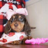 Tuppence Miniature Dachshund 04