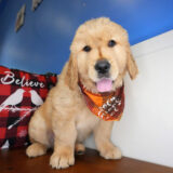 Valor Golden Retriever 02