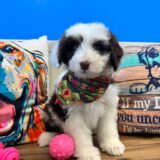 Aiko Mini Aussiedoodle 01