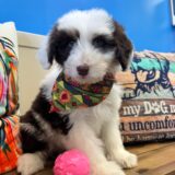 Aiko Mini Aussiedoodle 03