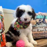 Aiko Mini Aussiedoodle 04