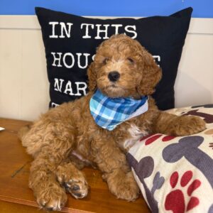 Angus Goldendoodle 01