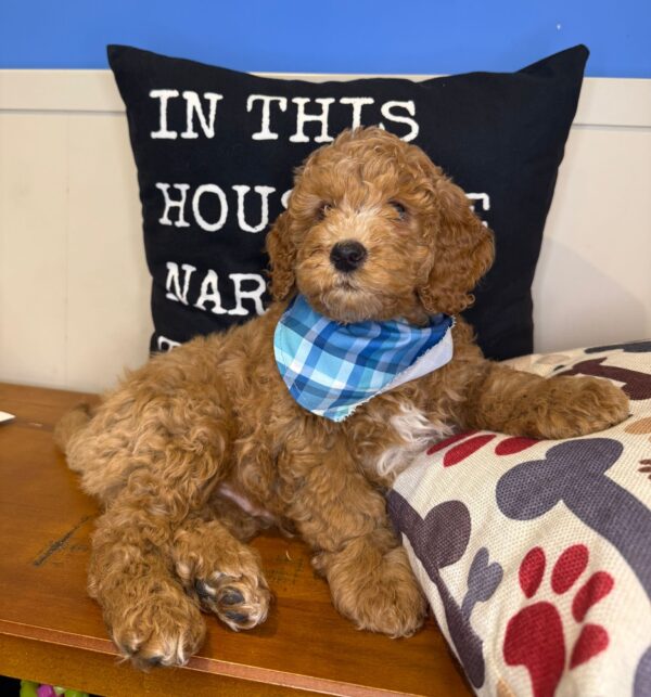 Angus Goldendoodle 01