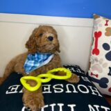 Angus Goldendoodle 03