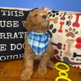 Angus Goldendoodle 04