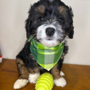 Aspin Miniature Bernedoodle 01