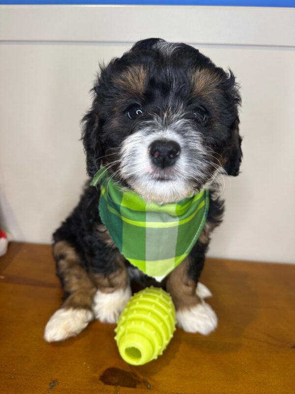 Aspin Miniature Bernedoodle 01