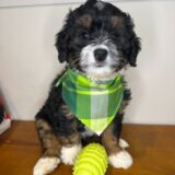 Aspin Miniature Bernedoodle 02