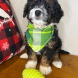 Aspin Miniature Bernedoodle 03