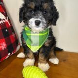 Aspin Miniature Bernedoodle 04