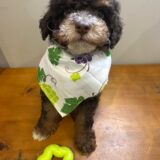 Bella Miniature Poodle 01