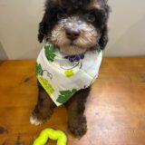 Bella Miniature Poodle 02