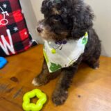 Bella Miniature Poodle 03