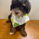 Bella Miniature Poodle 04