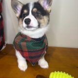 Boomer Pembroke Welsh Corgi 01