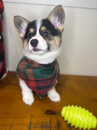 Boomer Pembroke Welsh Corgi 01