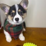 Boomer Pembroke Welsh Corgi 02