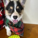 Boomer Pembroke Welsh Corgi 03