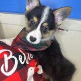 Boomer Pembroke Welsh Corgi 04