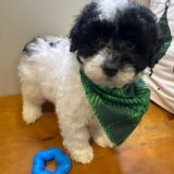 Chester Miniature Poodle 01