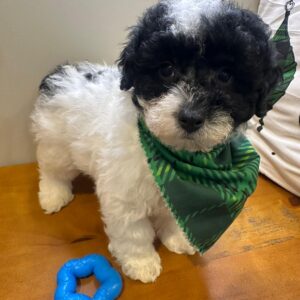 Chester Miniature Poodle 01