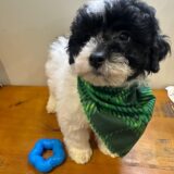 Chester Miniature Poodle 03