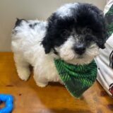 Chester Miniature Poodle 04