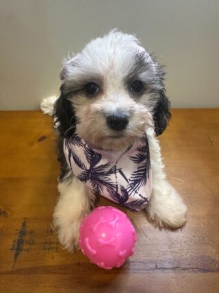 Daisy Cockapoo 01