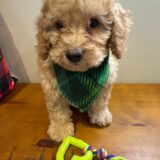 Danger Miniature Poodle 01