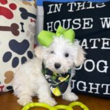 Ferny Maltipoo 01