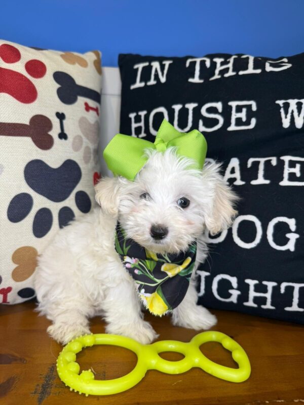 Ferny Maltipoo 01