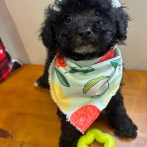 Gala Miniature Poodle 01