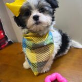 Gracie Morkie 02