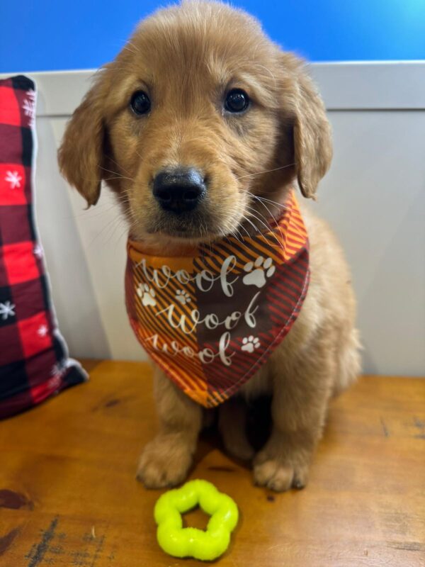 Hachiko Golden Retriever 01