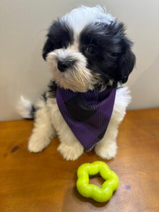 Hulk Morkie 01