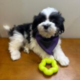 Hulk Morkie 04