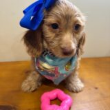 Kiara Miniature Dachshund 01