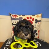 Lachlan Goldendoodle 01