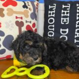 Lachlan Goldendoodle 02