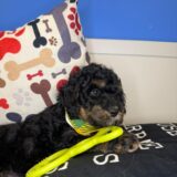 Lachlan Goldendoodle 03