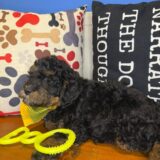 Lachlan Goldendoodle 04