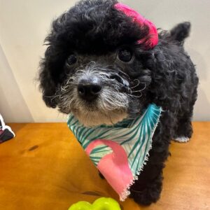 Laika Miniature Poodle 01