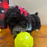 Laika Miniature Poodle 02